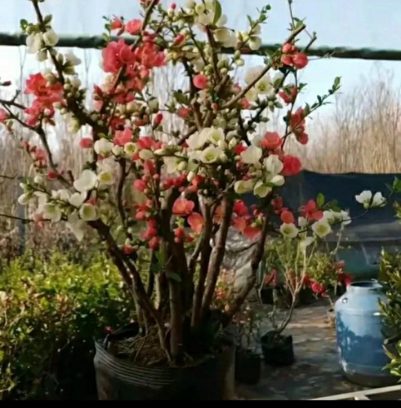 带花苞四季开花东洋锦复色海棠耐寒喜光好养活庭院种植
