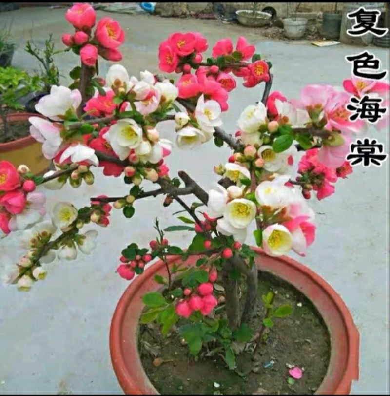 带花苞四季开花东洋锦复色海棠耐寒喜光好养活庭院种植