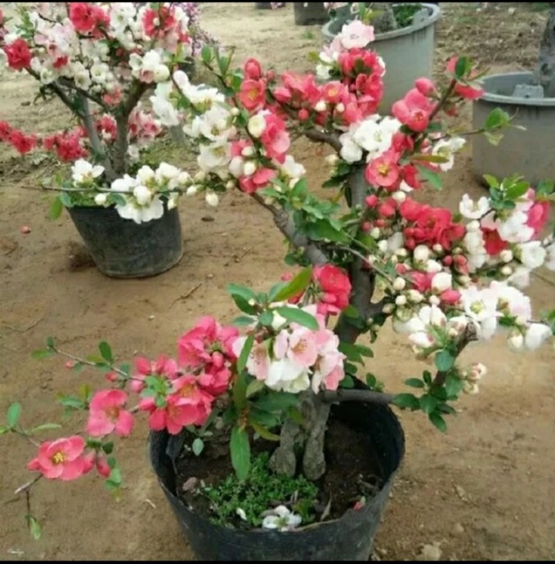 带花苞四季开花东洋锦复色海棠耐寒喜光好养活庭院种植