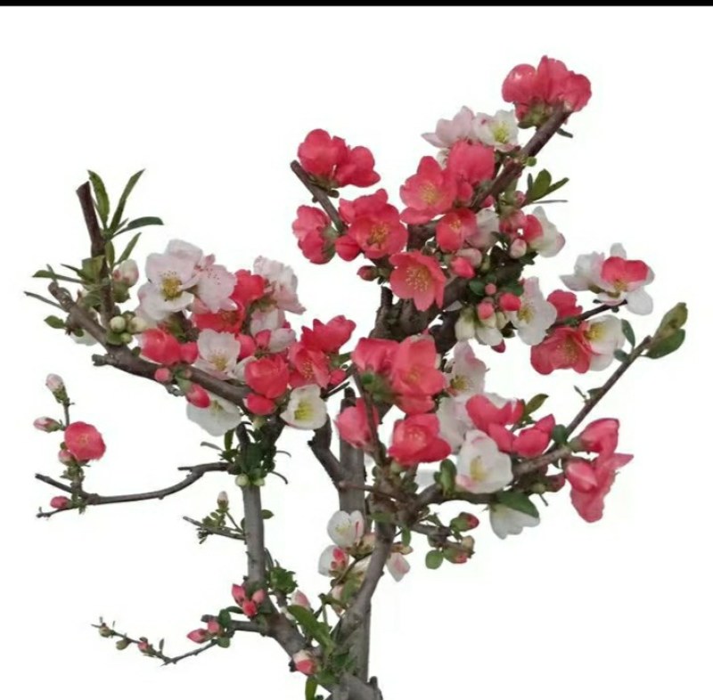 带花苞四季开花东洋锦复色海棠耐寒喜光好养活庭院种植