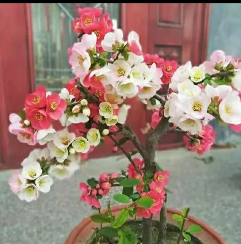 带花苞四季开花东洋锦复色海棠耐寒喜光好养活庭院种植