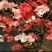 带花苞四季开花东洋锦复色海棠耐寒喜光好养活庭院种植