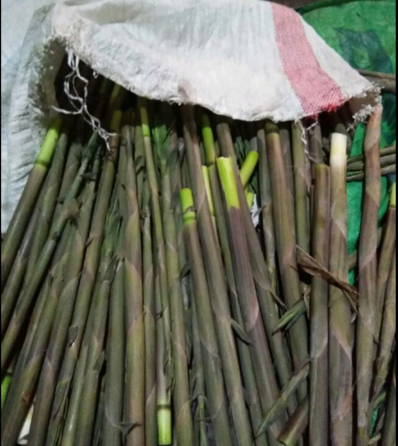 野生小竹笋，季节性美味
