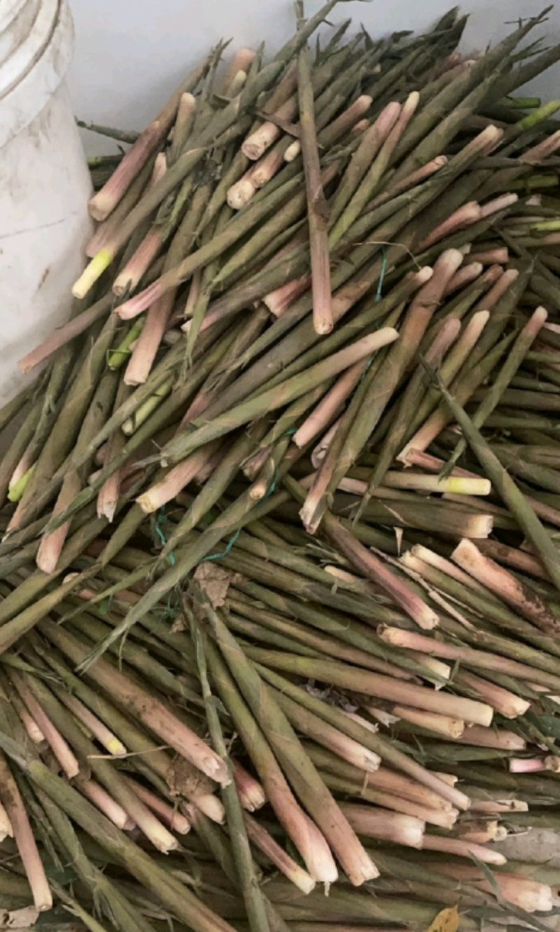野生小竹笋，季节性美味