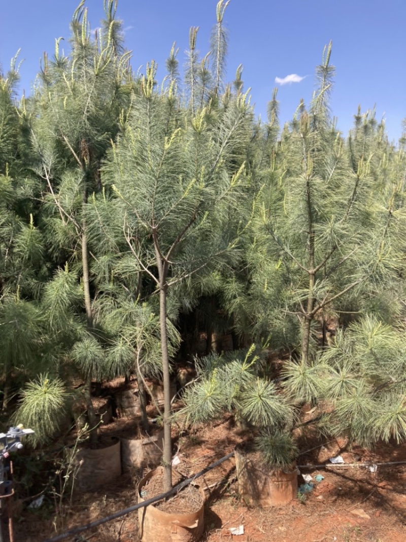 华山松苗圃精选袋苗棵棵精品规格齐全
