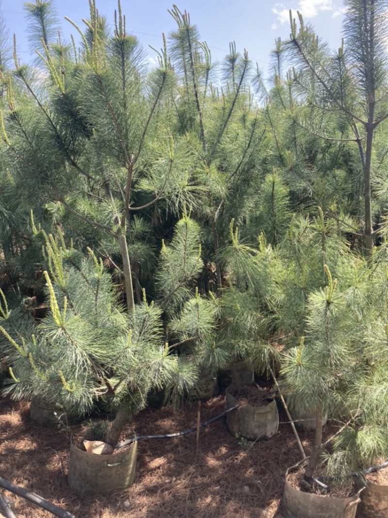 华山松苗圃精选袋苗棵棵精品规格齐全