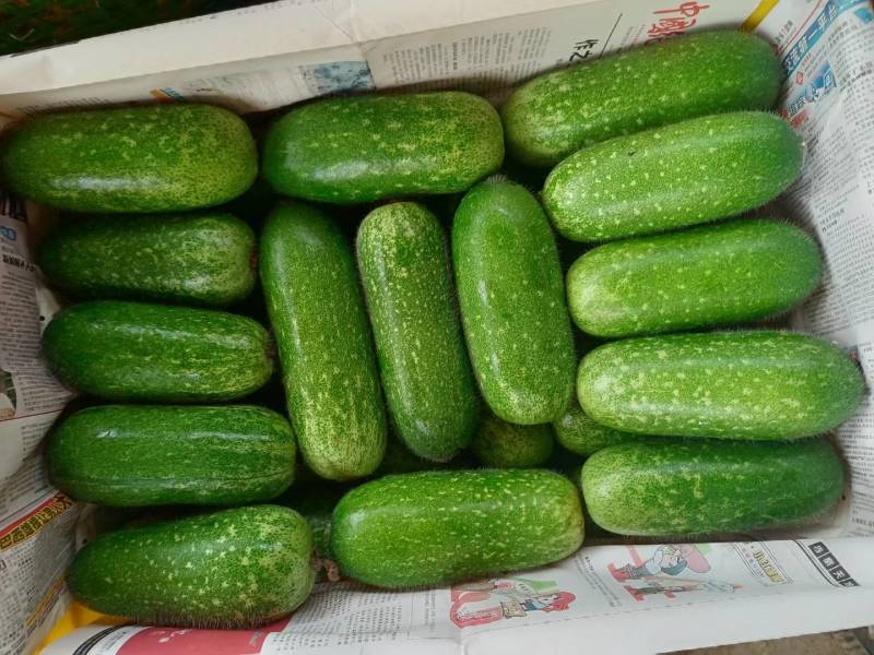 广西精品吊冬瓜已大量上市，工厂货市场货大量供应