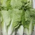 毛白菜【基地发货】精品小白菜，杭白菜大量上市中，现挖现发