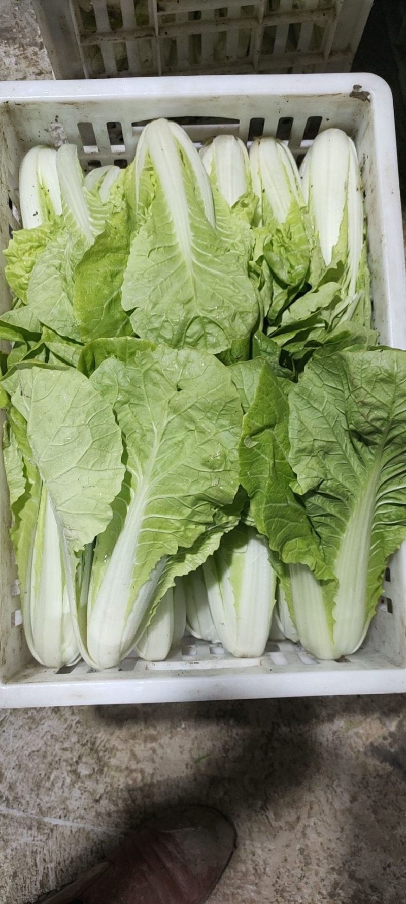 毛白菜【基地发货】精品小白菜，杭白菜大量上市中，现挖现发