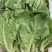 毛白菜【基地发货】精品小白菜，杭白菜大量上市中，现挖现发