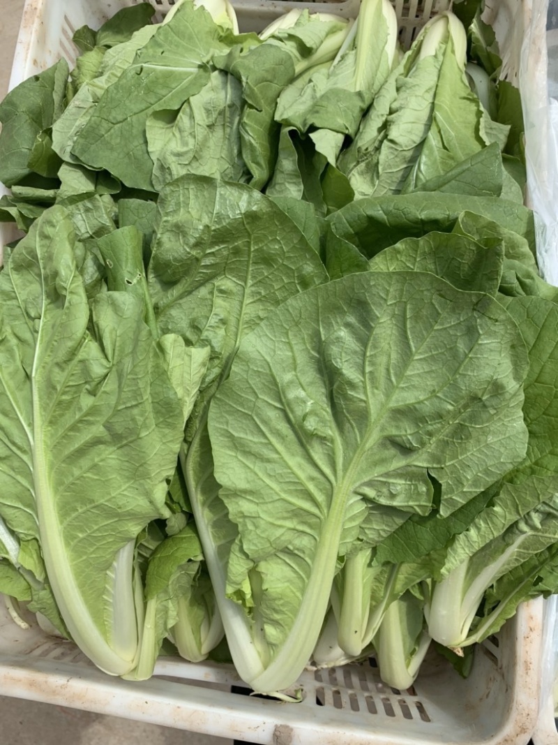 毛白菜【基地发货】精品小白菜，杭白菜大量上市中，现挖现发