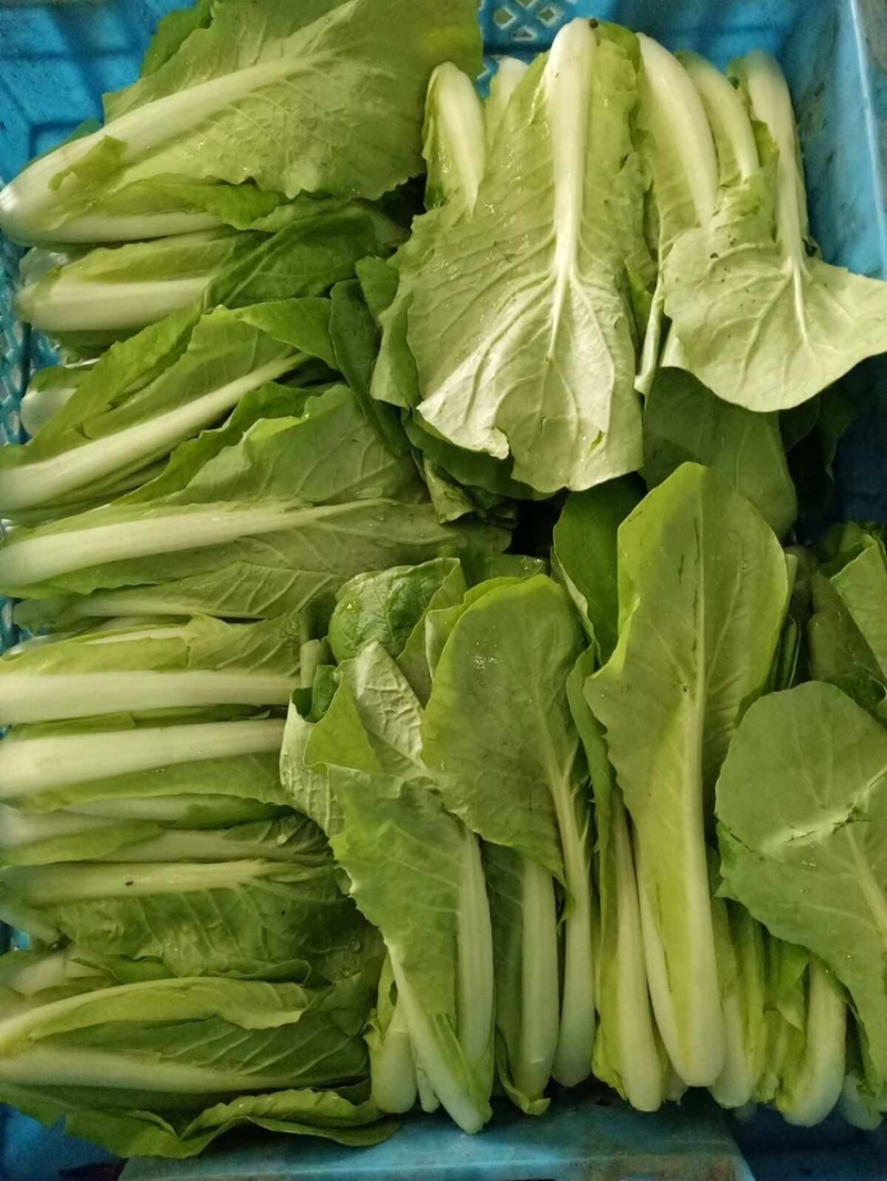 毛白菜【基地发货】精品小白菜，杭白菜大量上市中，现挖现发