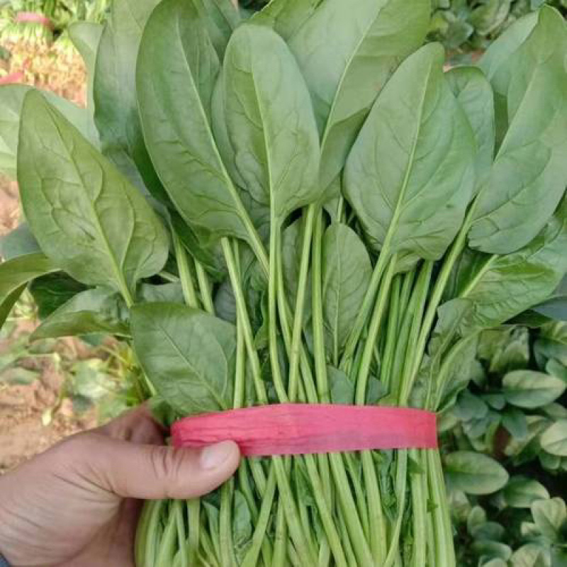 菠菜，大叶菠菜，菠菜，江苏南通菠菜基地，产地一手货源