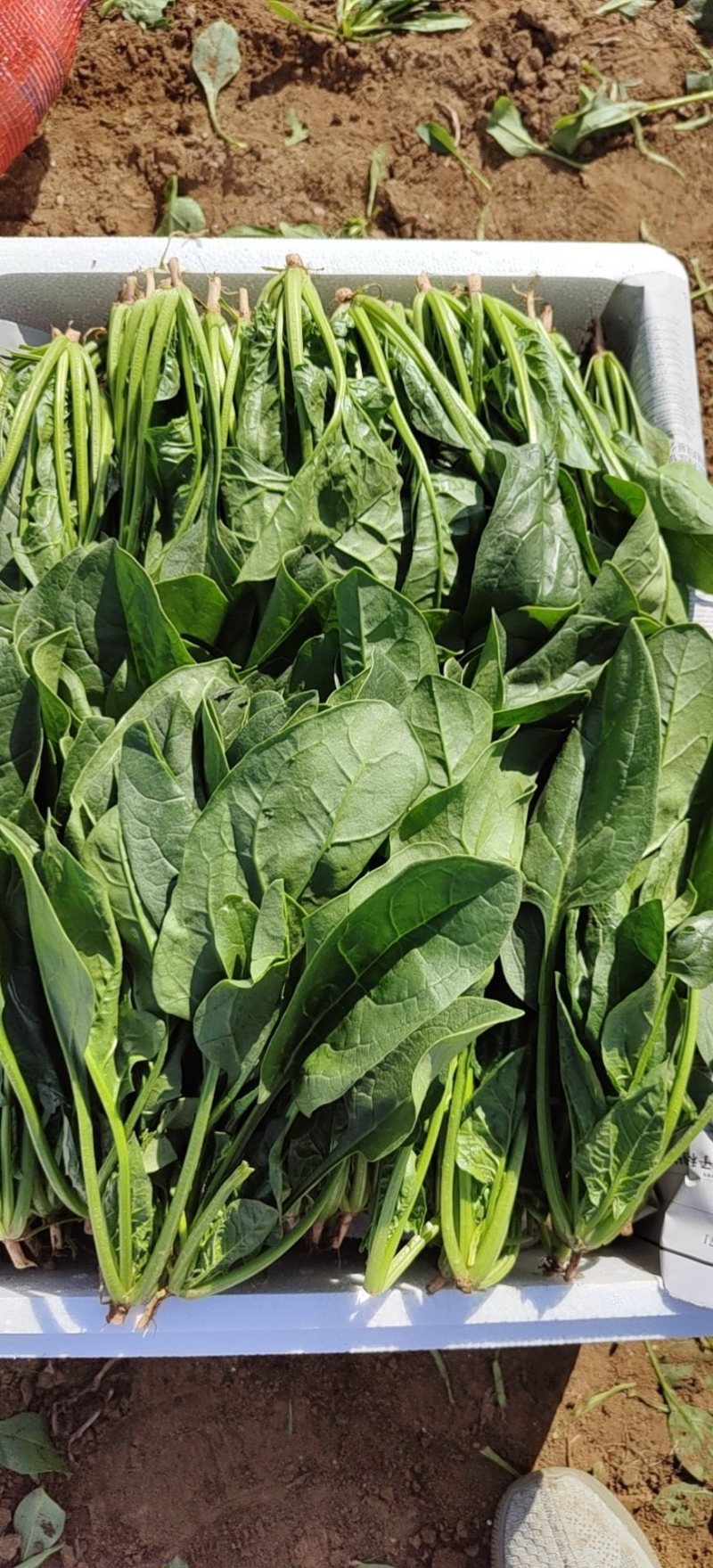 菠菜，大叶菠菜，菠菜，江苏南通菠菜基地，产地一手货源