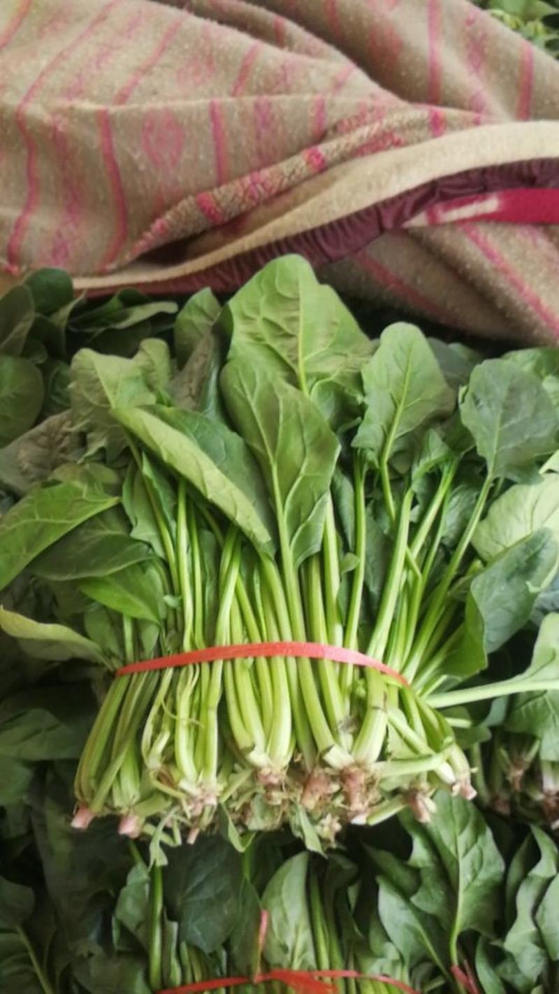 菠菜，大叶菠菜，菠菜，江苏南通菠菜基地，产地一手货源