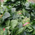 菠菜，大叶菠菜，小叶菠菜，江苏南通菠菜基地，产地一手货源