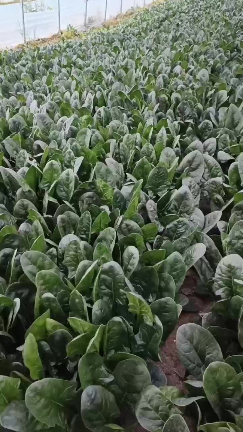 菠菜，大叶菠菜，菠菜，江苏南通菠菜基地，产地一手货源