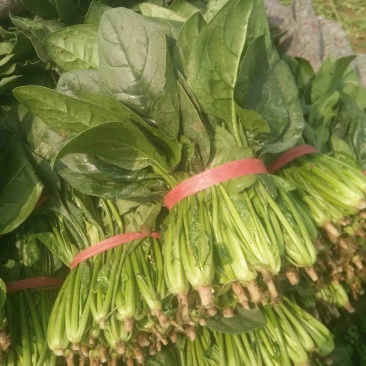 菠菜，大叶菠菜，菠菜，江苏南通菠菜基地，产地一手货源