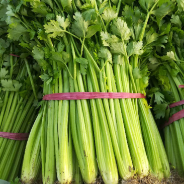 芹菜，精品芹菜，超市，学校食堂，批发市场均可供货，量大