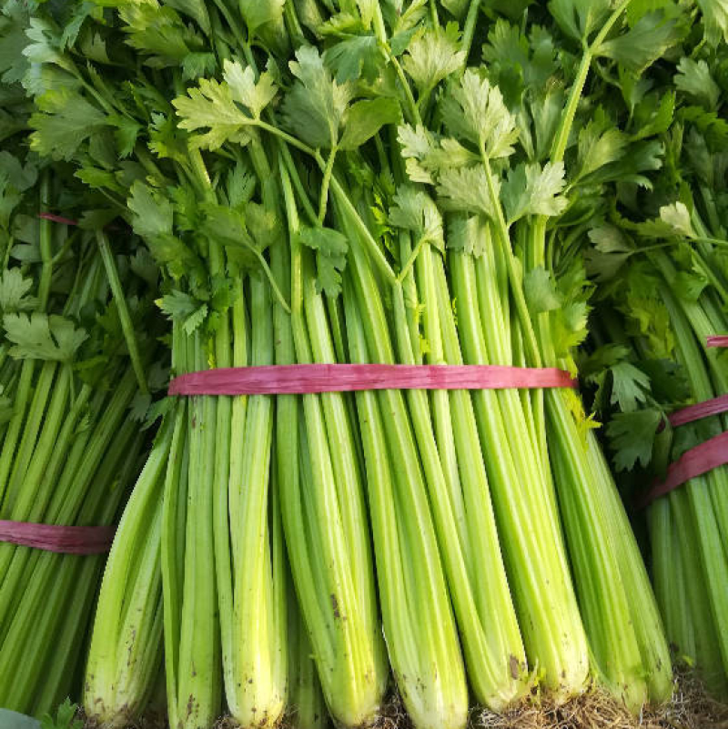 芹菜，精品芹菜，超市，-蒙特卡罗世界赌城官方网站食堂，批发市场均可供货，量大