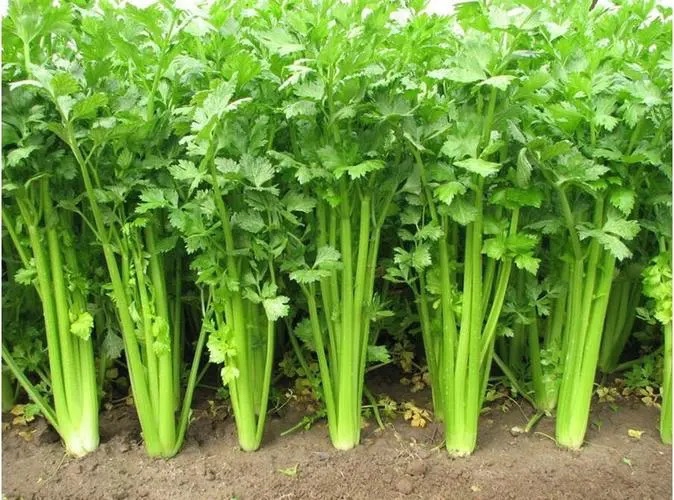 黄瓜与芹菜间作种植示意图