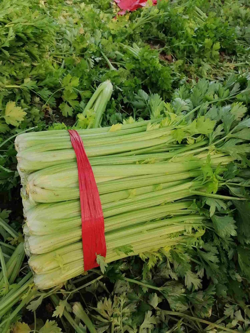 芹菜，精品芹菜，超市，-蒙特卡罗世界赌城官方网站食堂，批发市场均可供货，量大