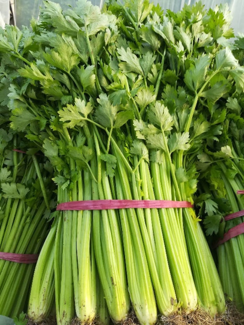 芹菜，精品芹菜，超市，学校食堂，批发市场均可供货，量大