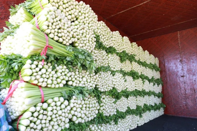 芹菜，精品芹菜，超市，-蒙特卡罗世界赌城官方网站食堂，批发市场均可供货，量大