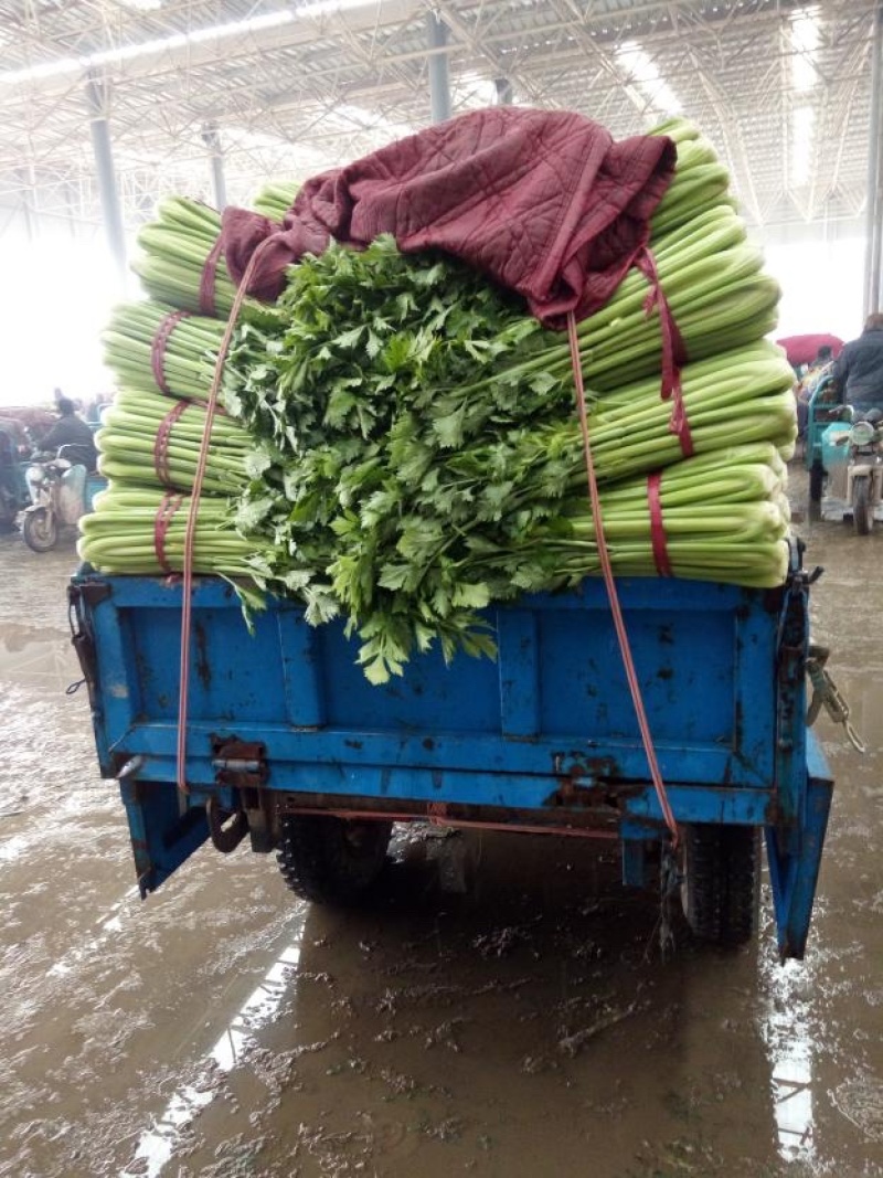 芹菜，精品芹菜，超市，学校食堂，批发市场均可供货，量大