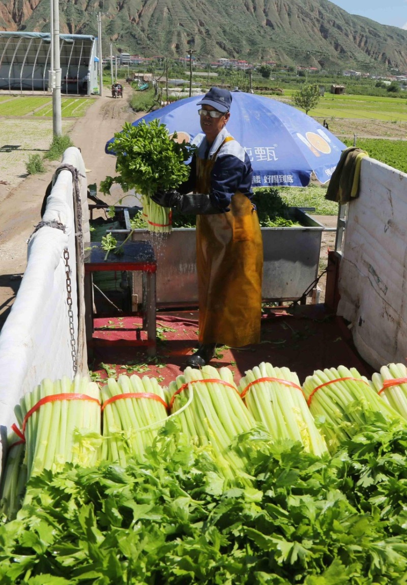 芹菜，精品芹菜，超市，-蒙特卡罗世界赌城官方网站食堂，批发市场均可供货，量大