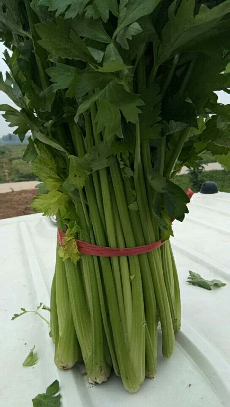 芹菜，精品芹菜，超市，-蒙特卡罗世界赌城官方网站食堂，批发市场均可供货，量大