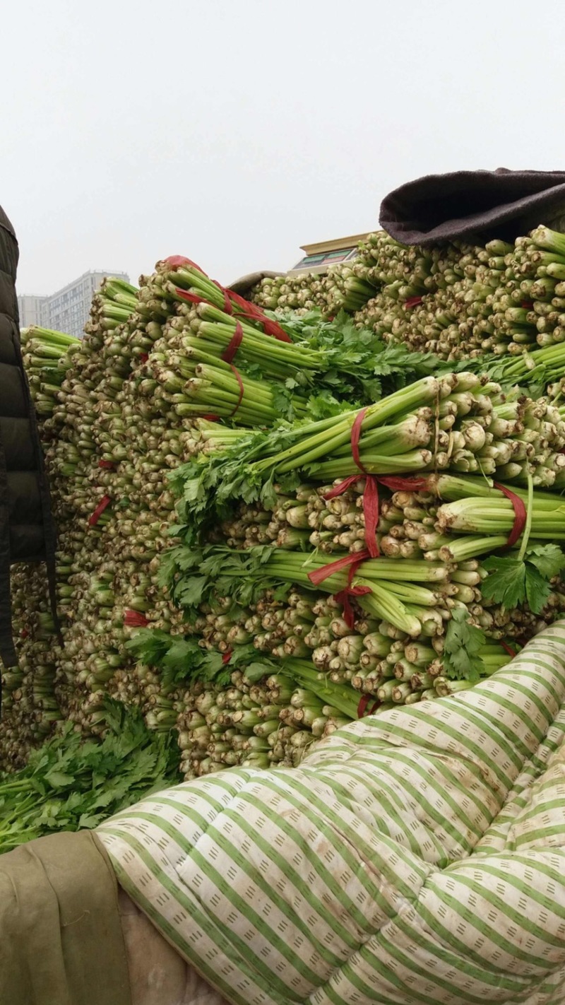 芹菜，精品芹菜，超市，学校食堂，批发市场均可供货，量大