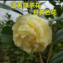 山茶花-正黄旗-珍贵稀有品种-开花黄色