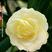 山茶花-正黄旗-珍贵稀有品种-开花黄色