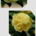山茶花-正黄旗-珍贵稀有品种-开花黄色