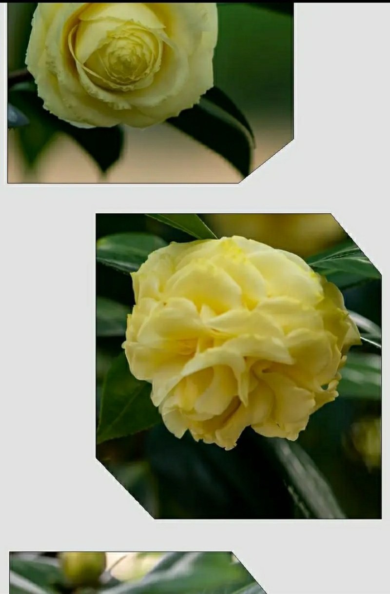 山茶花-正黄旗-珍贵稀有品种-开花黄色
