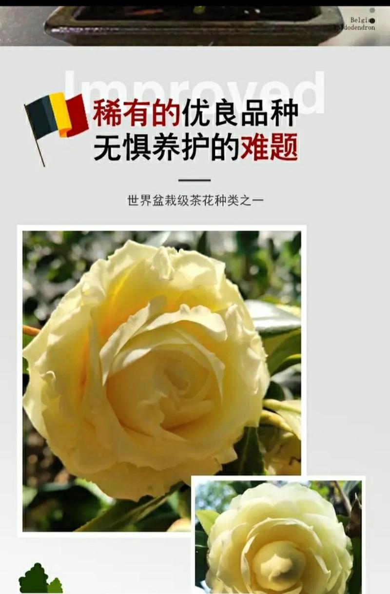 山茶花-正黄旗-珍贵稀有品种-开花黄色