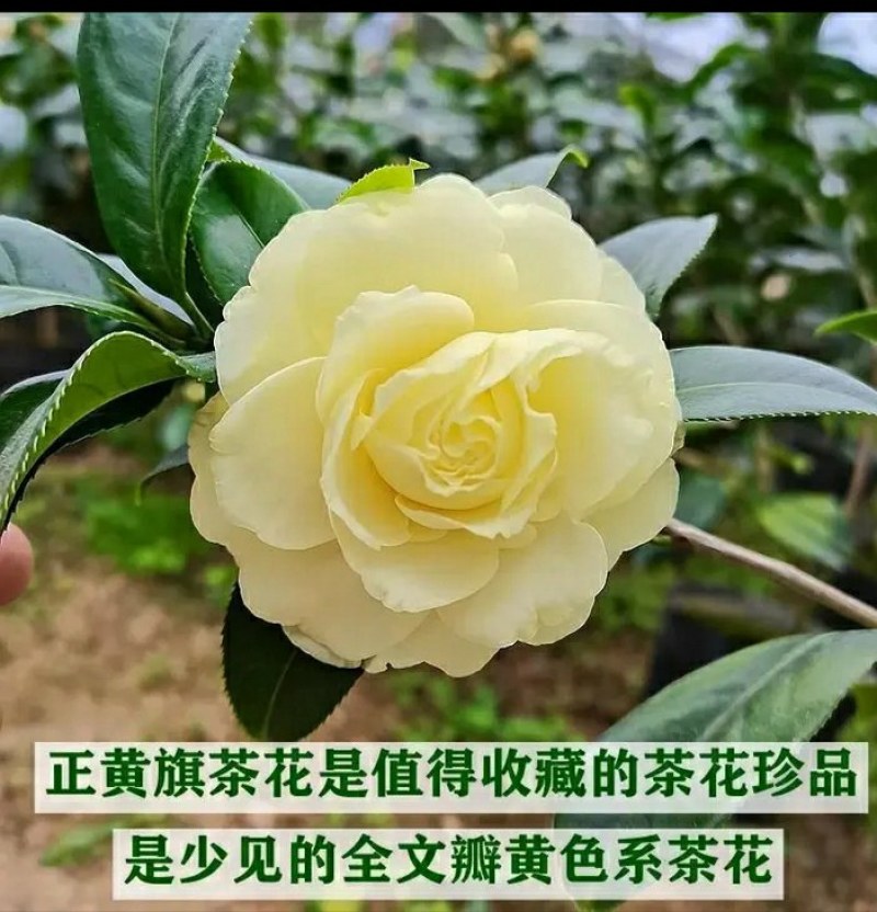 山茶花-正黄旗-珍贵稀有品种-开花黄色