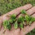大别山脉珍珠花野菜