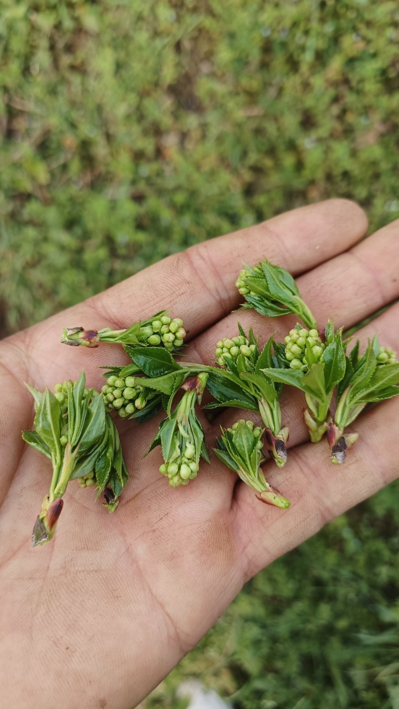 大别山脉珍珠花野菜