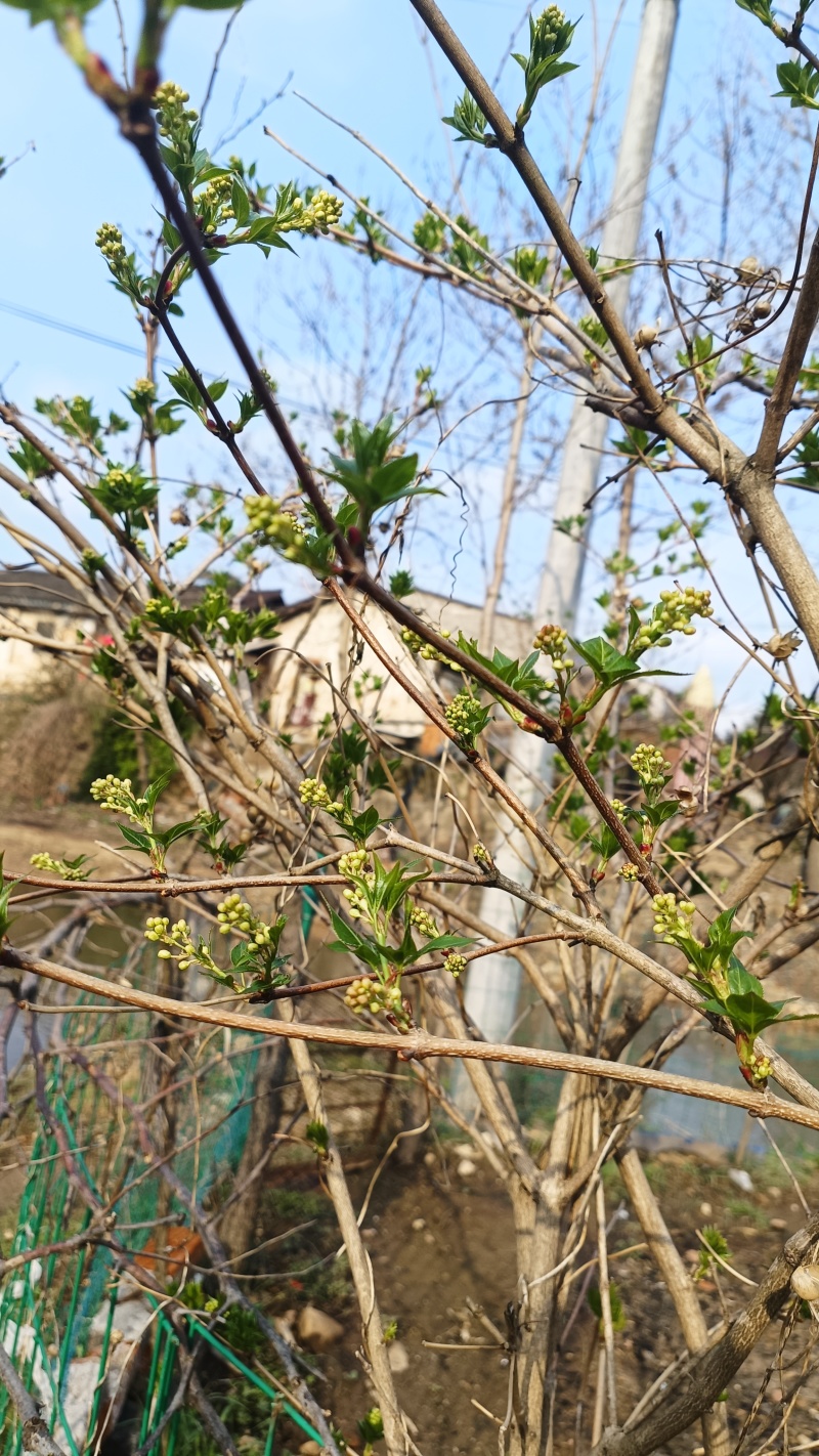 大别山脉珍珠花野菜