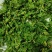 大别山脉珍珠花野菜
