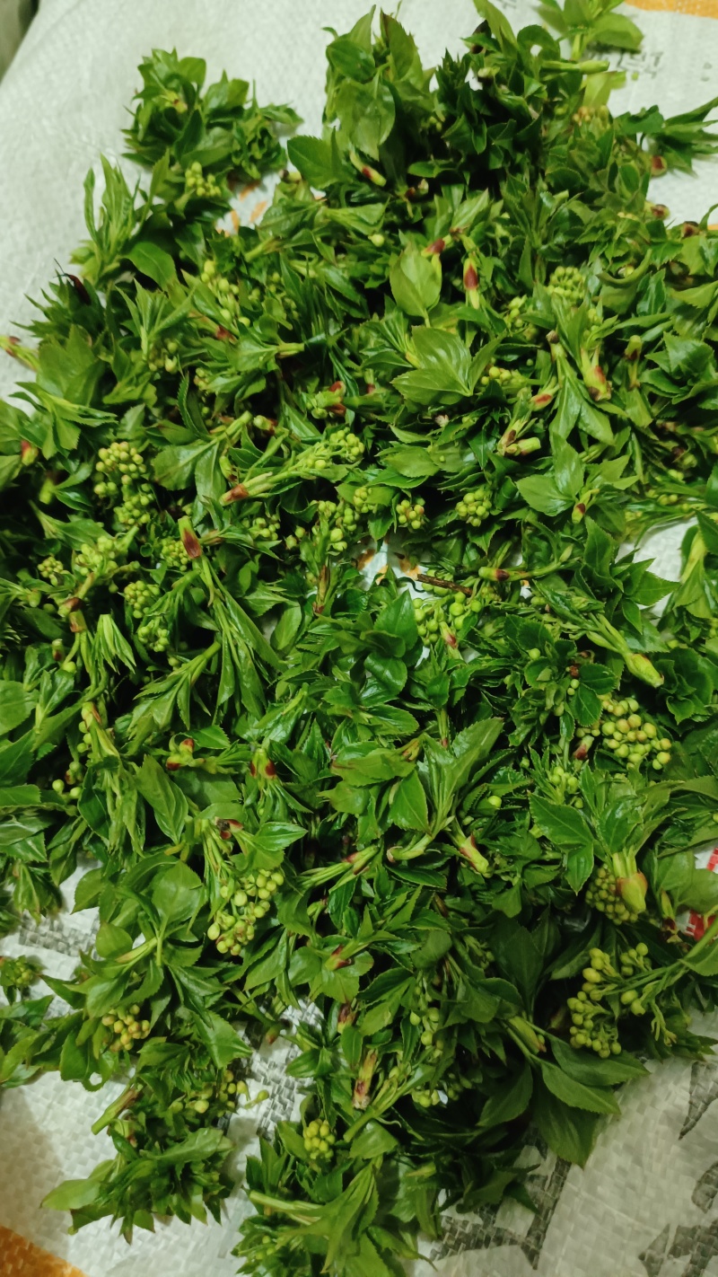 大别山脉珍珠花野菜
