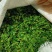 大别山脉珍珠花野菜
