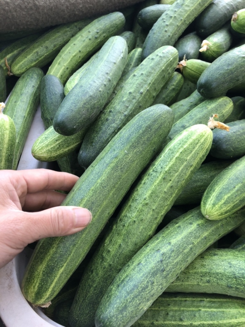 本地燕白、燕青黄瓜大量上市中（需要的老板欢迎前来详谈）