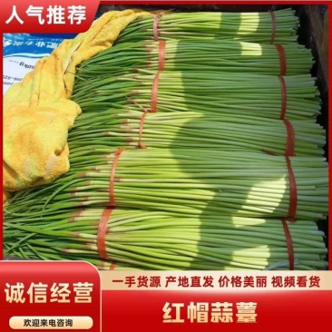 周口精品红帽/白帽蒜薹新蒜苔适合市场商超电商代发