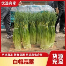 周口白帽蒜苔大量上市，产地实力代办，诚信经营