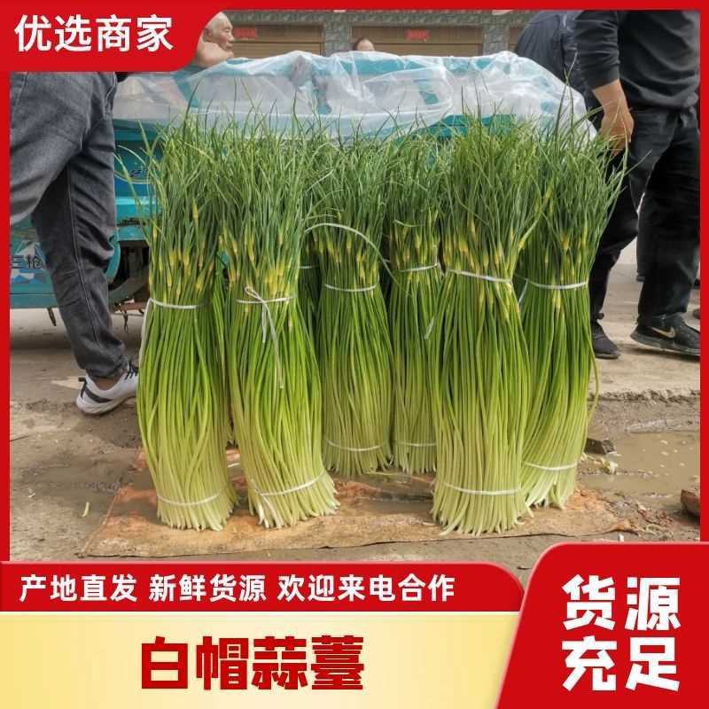 周口白帽蒜苔大量上市，产地实力代办，诚信经营
