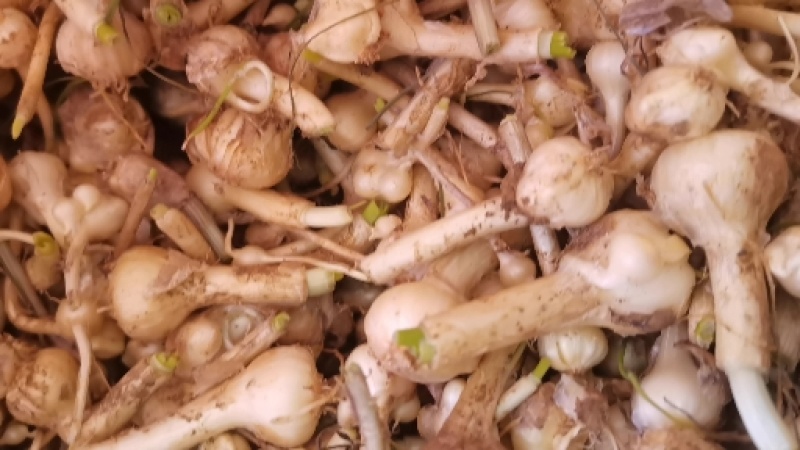 薤白野葱苦蒜葱果贵州野生货当季新货鲜货上市