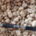 薤白野葱苦蒜葱果贵州野生货当季新货鲜货上市